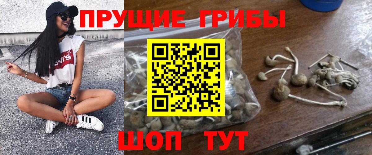 Заволжье  Псилоцибиновые грибы Psilocybine cubensis  Вход с VPN 